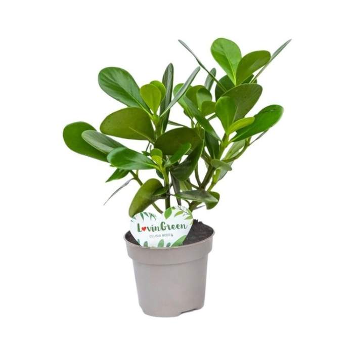 Hydroponické pokojové rostliny - Klusie větší Eco květináč 12cm