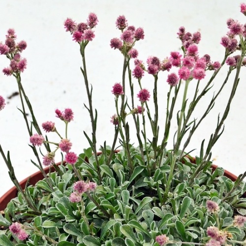 Skalničky - Kociánek dvoudomý Rubra 9cm