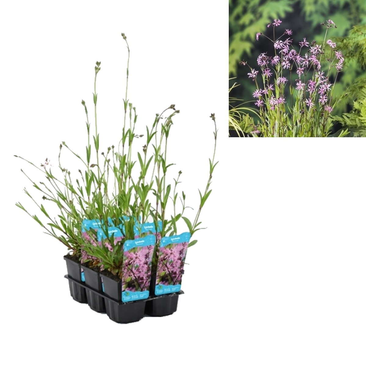 Vodní rostliny a lekníny - Kohoutek luční květináč 9cm