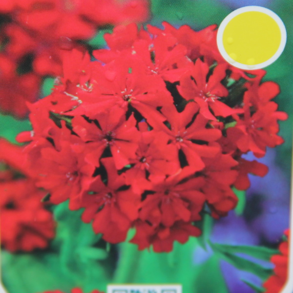 Skalničky - Kohoutek plamenný 9cm