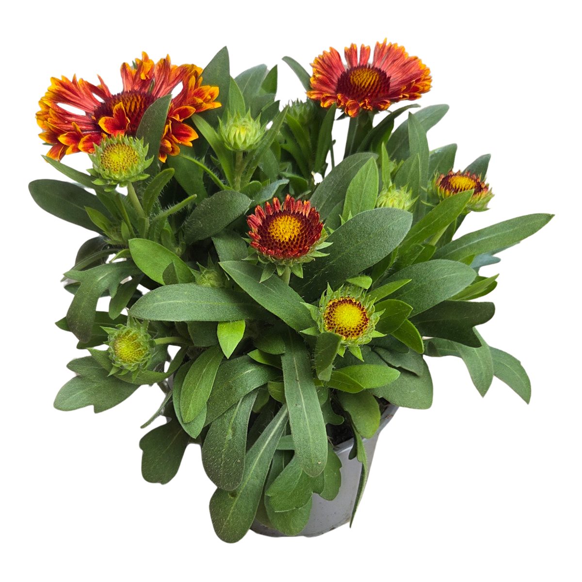 Na slunce - Kokarda mix, květináč 11cm