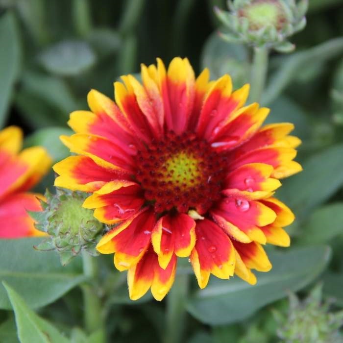 Na slunce - Kokarda osinatá 'Kobold' 9cm