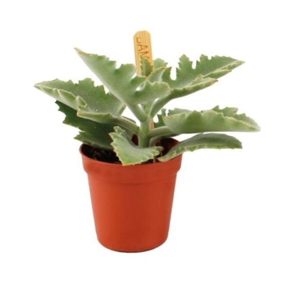 Kaktusy a sukulenty - Kolopejka beharenská květináč 6cm