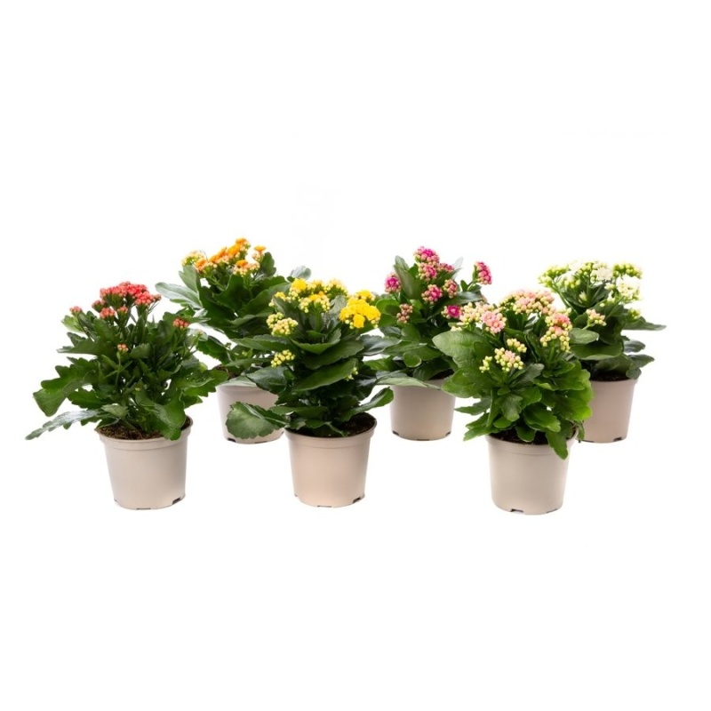 Pokojové rostliny okrasné květem - Kolopejka, kalanchoe MIX květináč 10,5cm