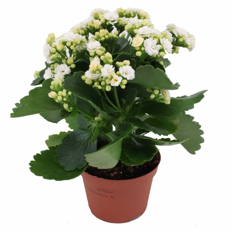 Kolopejka MIX  květináč 10,5cm-2