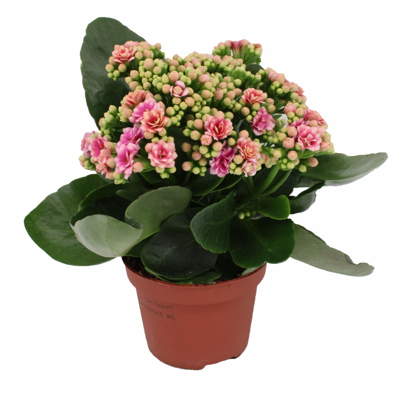 Kvetoucí pokojové rostliny - Kolopejka MIX  květináč 10,5cm