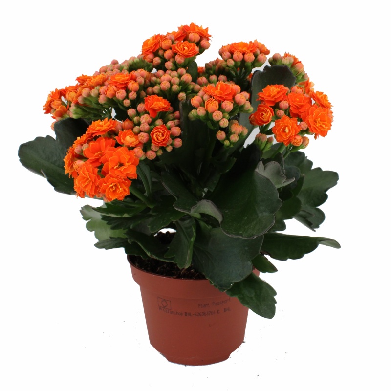 Kolopejka MIX  květináč 10,5cm-0