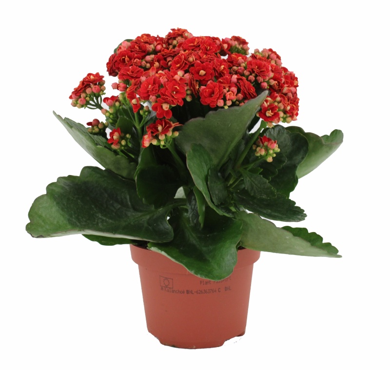 Kolopejka MIX  květináč 10,5cm-1