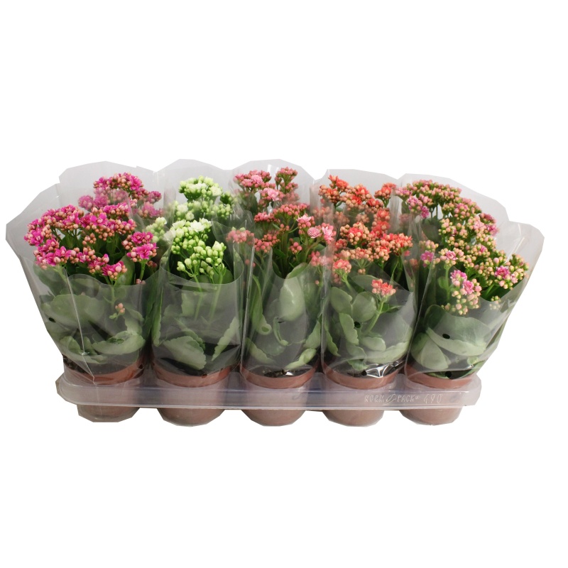 Kolopejka MIX květináč 12cm-0