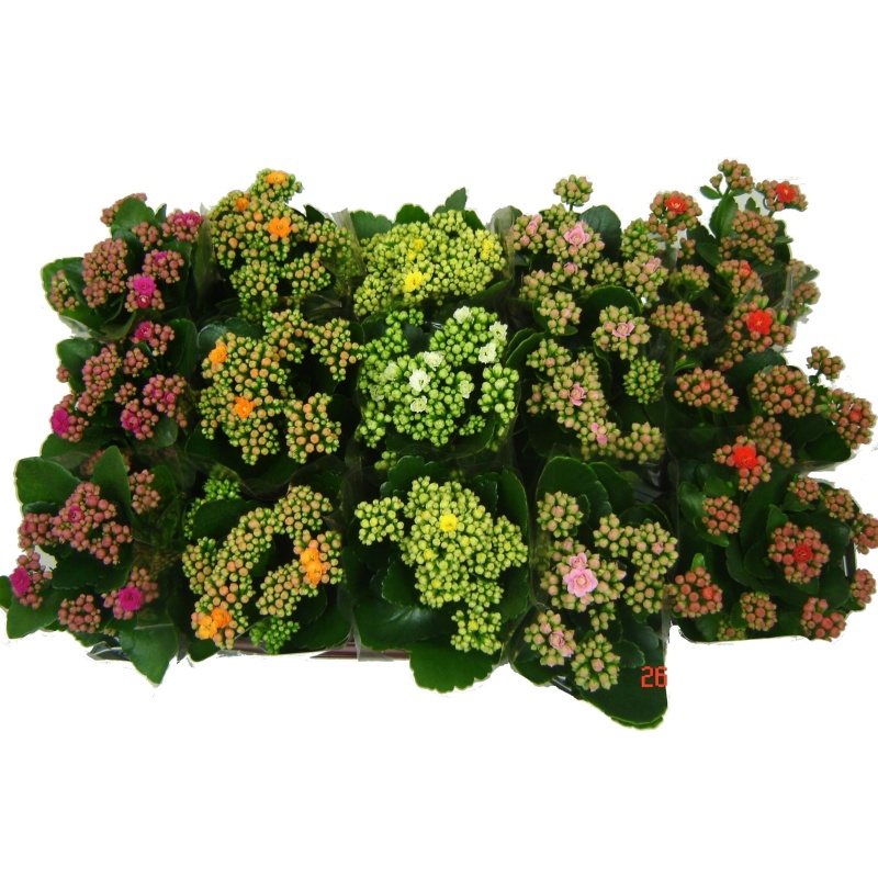Kvetoucí pokojové rostliny - Kolopejka MIX květináč 12cm