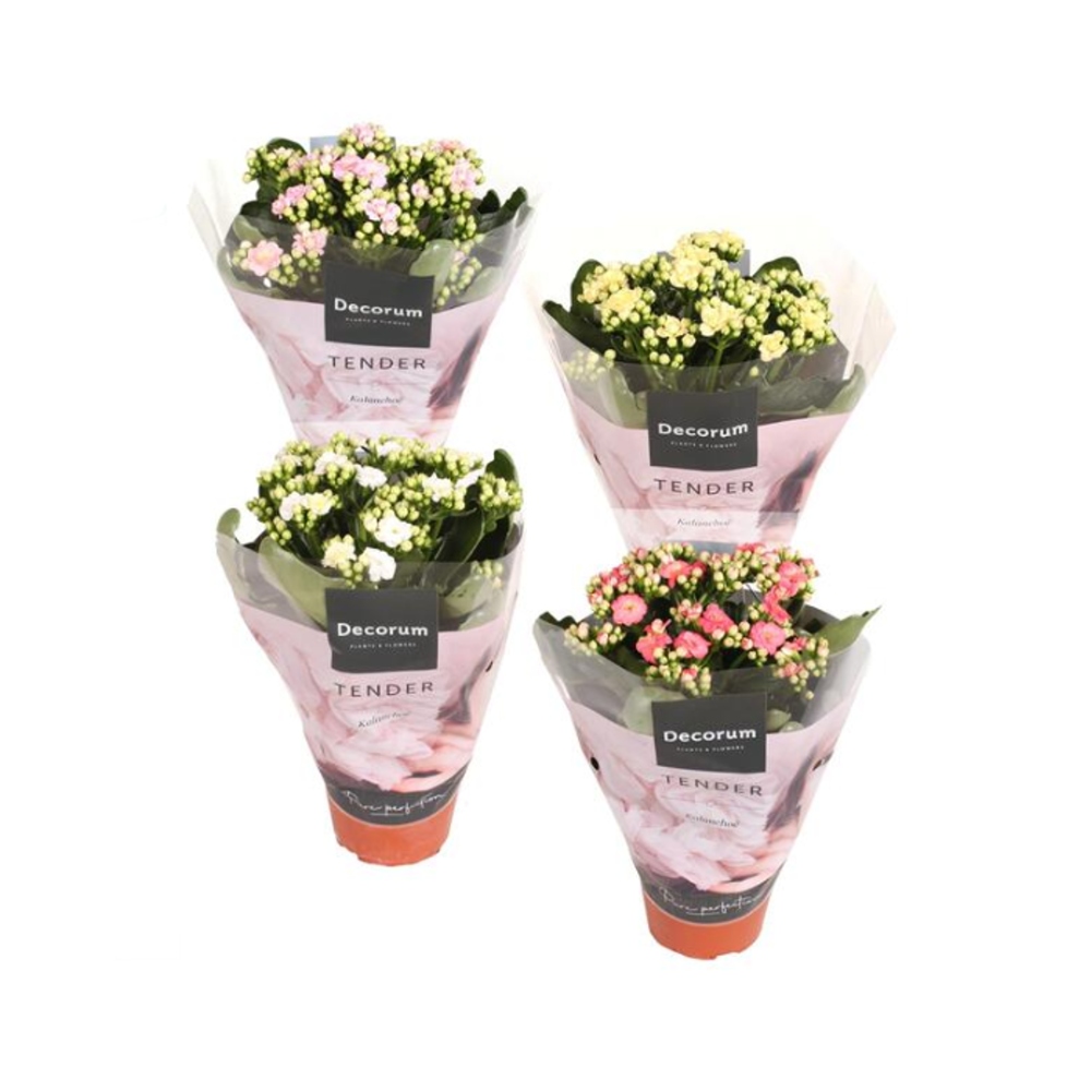 Kvetoucí pokojové rostliny - Kolopejka mix, květináč 13cm