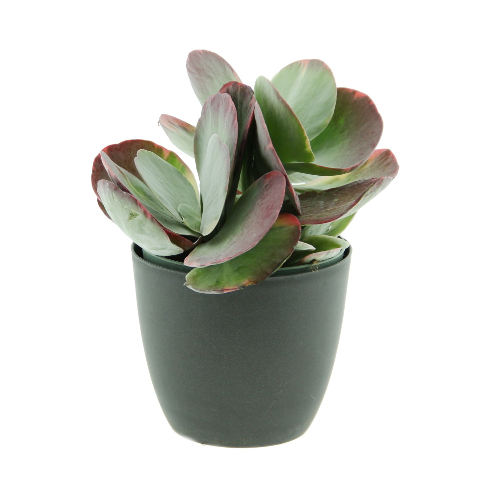 Kaktusy a sukulenty - Kolopejka mix květináč 14cm