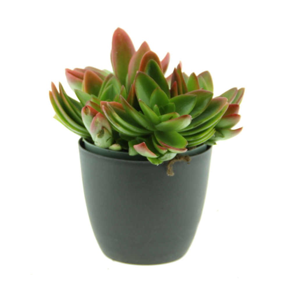 Kolopejka mix květináč 14cm-0