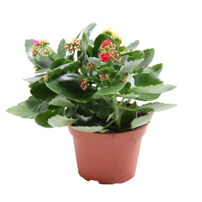 Kvetoucí pokojové rostliny - Kolopejka mix květináč 15cm