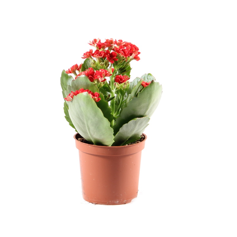 Kvetoucí pokojové rostliny - Kolopejka mix květináč 6/7cm