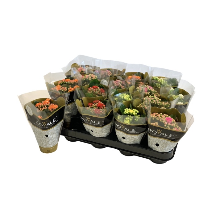 Kvetoucí pokojové rostliny - Kolopejka mix květináč 6/7cm