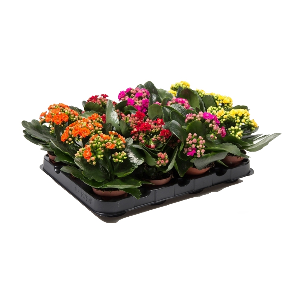 Pokojové rostliny okrasné květem - Kolopejka mix květináč 9cm