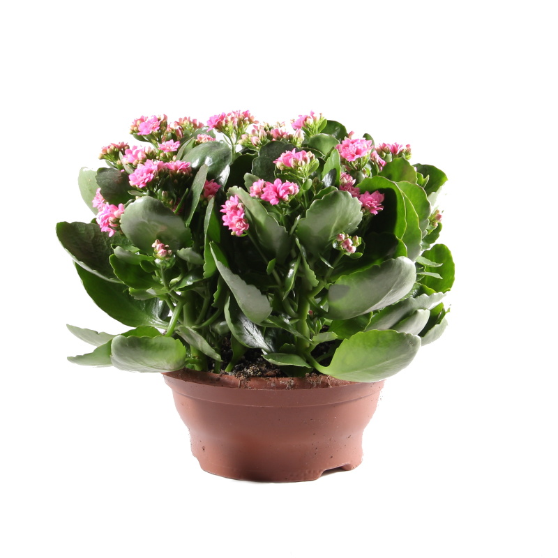 Pokojové rostliny okrasné květem - Kolopejka  mix miska 23cm