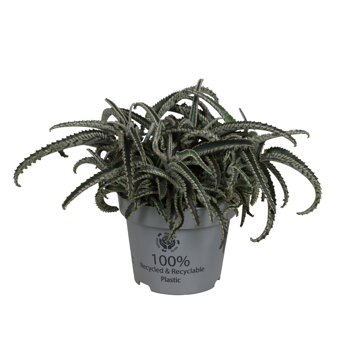 Kaktusy a sukulenty - Kolopejka Octopus květináč 12cm