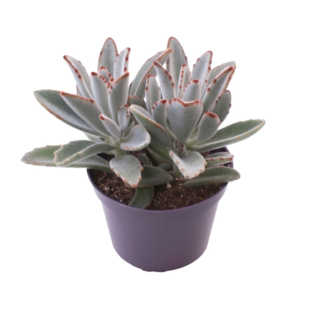 Kaktusy a sukulenty - Kolopejka plstnatá květináč 13cm