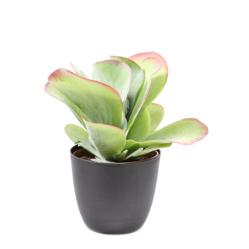 Kaktusy a sukulenty - Kolopejka 'Red' květináč 13cm