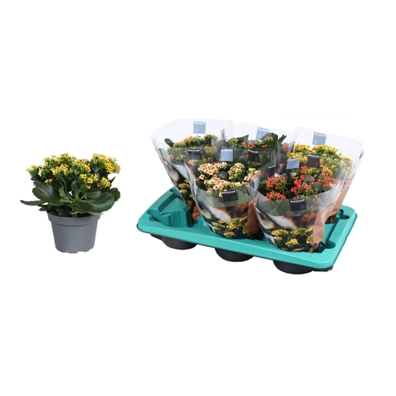 Kvetoucí pokojové rostliny - Kolopejka sesazovaná mix květináč 15cm