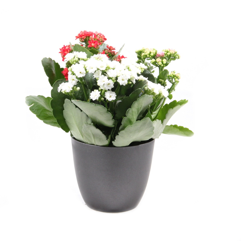 Kvetoucí pokojové rostliny - Kolopejka tříbarevná květináč 12cm