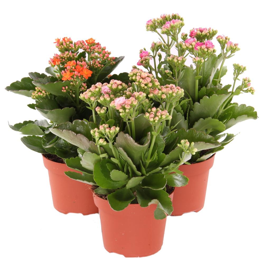 Nádobové květiny - Kolopejka venkovní květináč 12cm