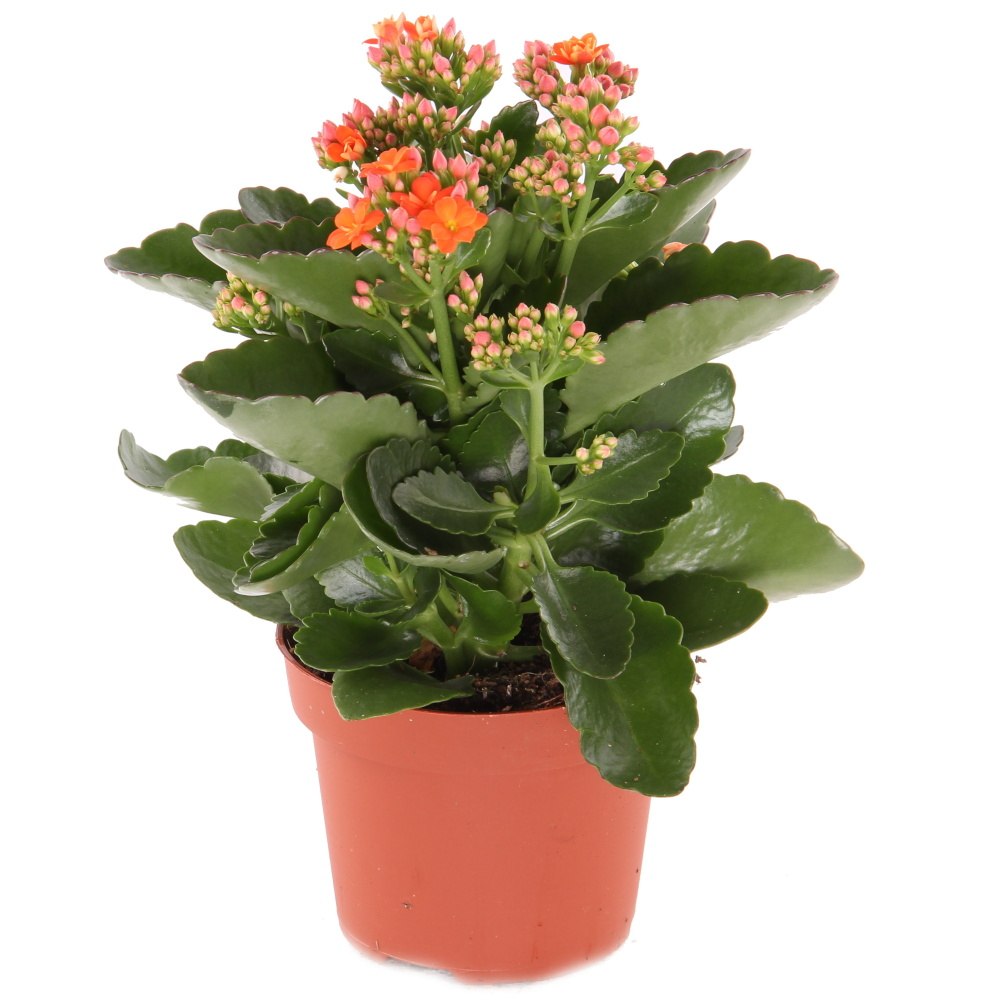 Kolopejka venkovní květináč 12cm-0