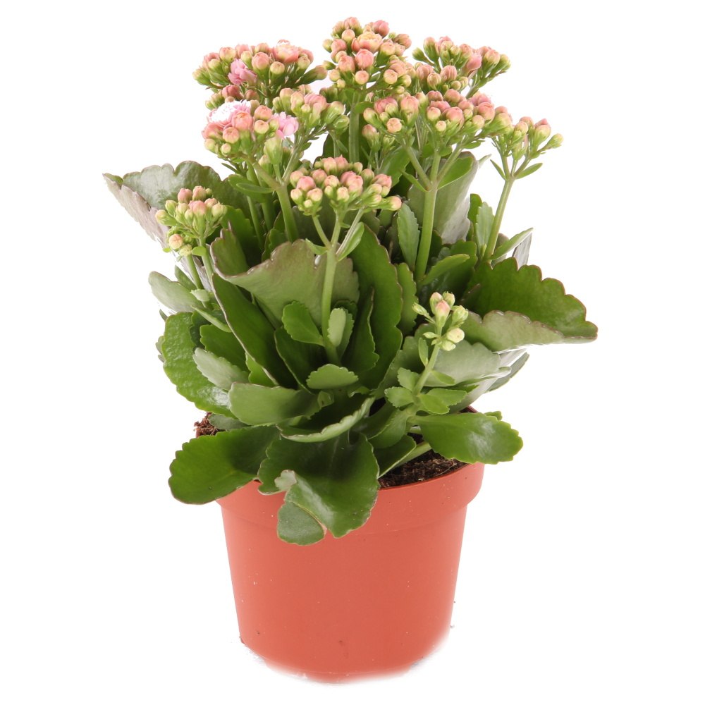 Kolopejka venkovní květináč 12cm-1