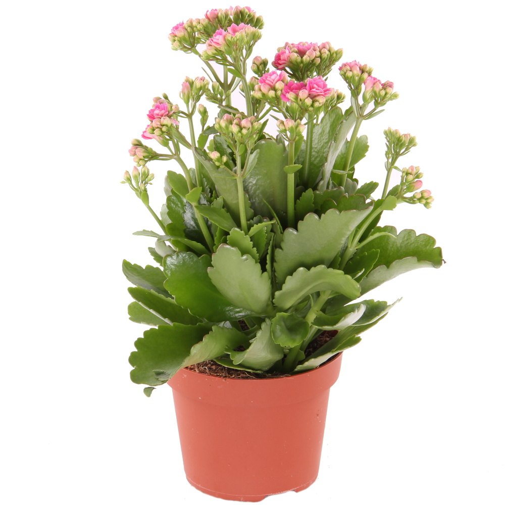 Kolopejka venkovní květináč 12cm-2