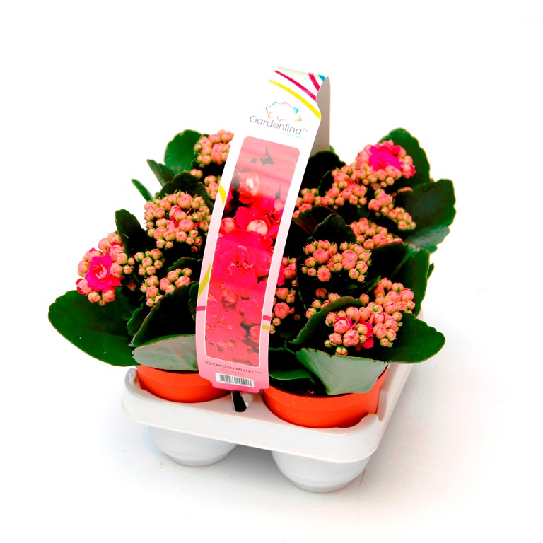 Nádobové květiny - Kolopejka venkovní květináč 7cm 4ks