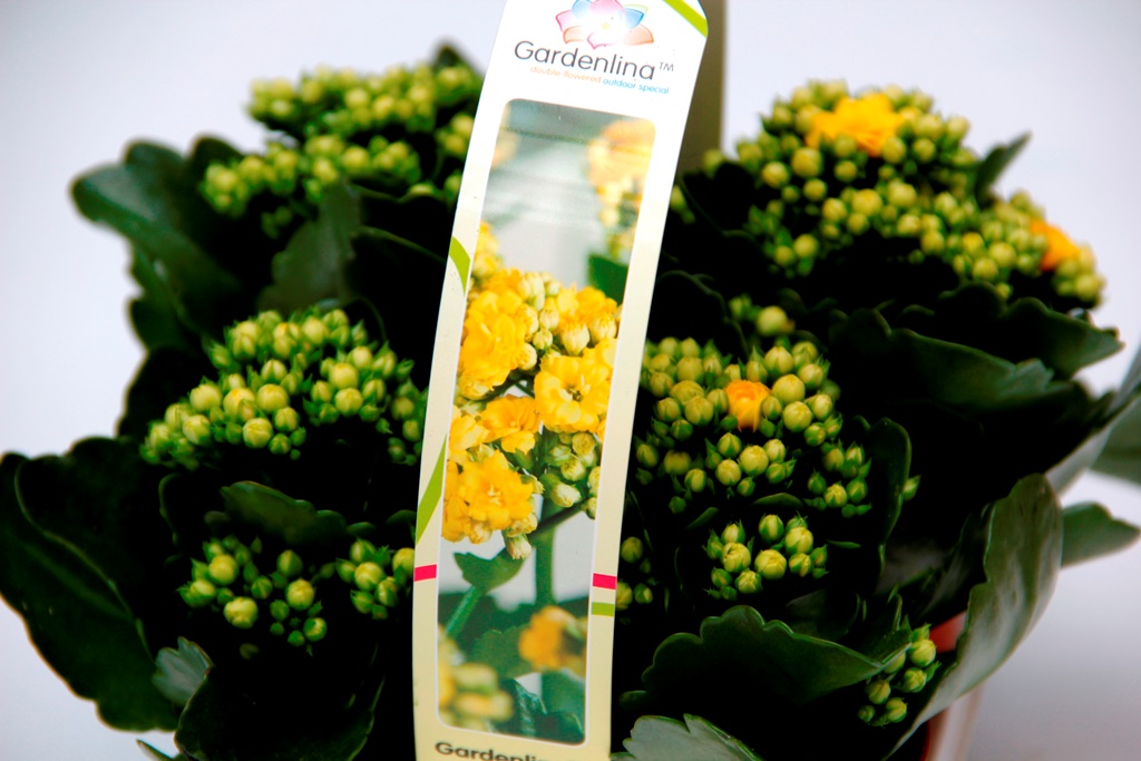 Kolopejka venkovní květináč 7cm 4ks-0