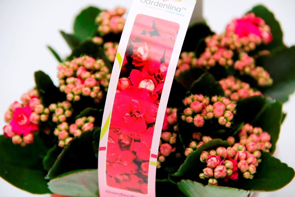 Kolopejka venkovní květináč 7cm 4ks-1