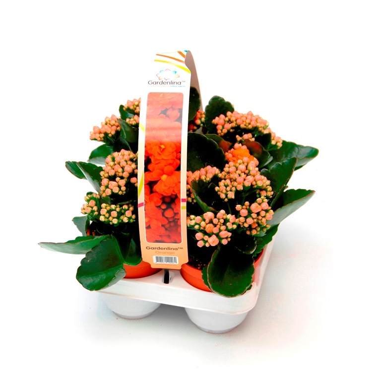 Kolopejka venkovní květináč 7cm 4ks-2