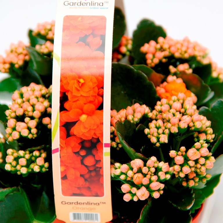 Kolopejka venkovní květináč 7cm 4ks-3