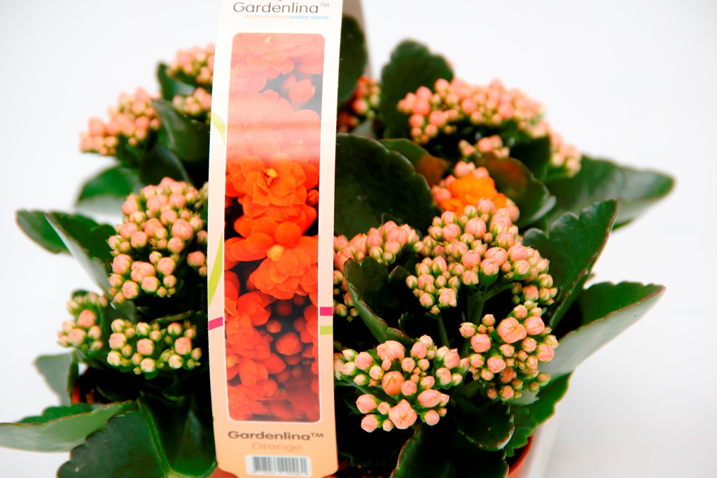 Kolopejka venkovní květináč 7cm 4ks-4