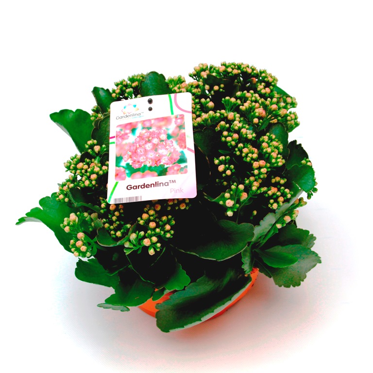 Nádobové květiny - Kolopejka venkovní miska 23cm