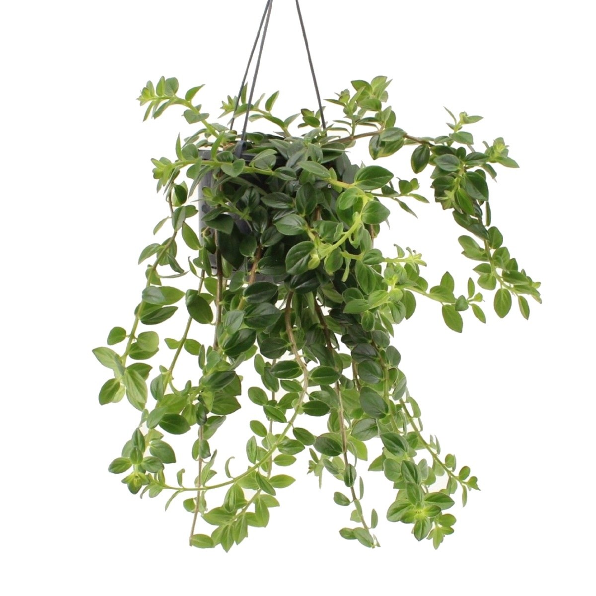 Kvetoucí pokojové rostliny - Kolumnea Krakatau květináč 14cm