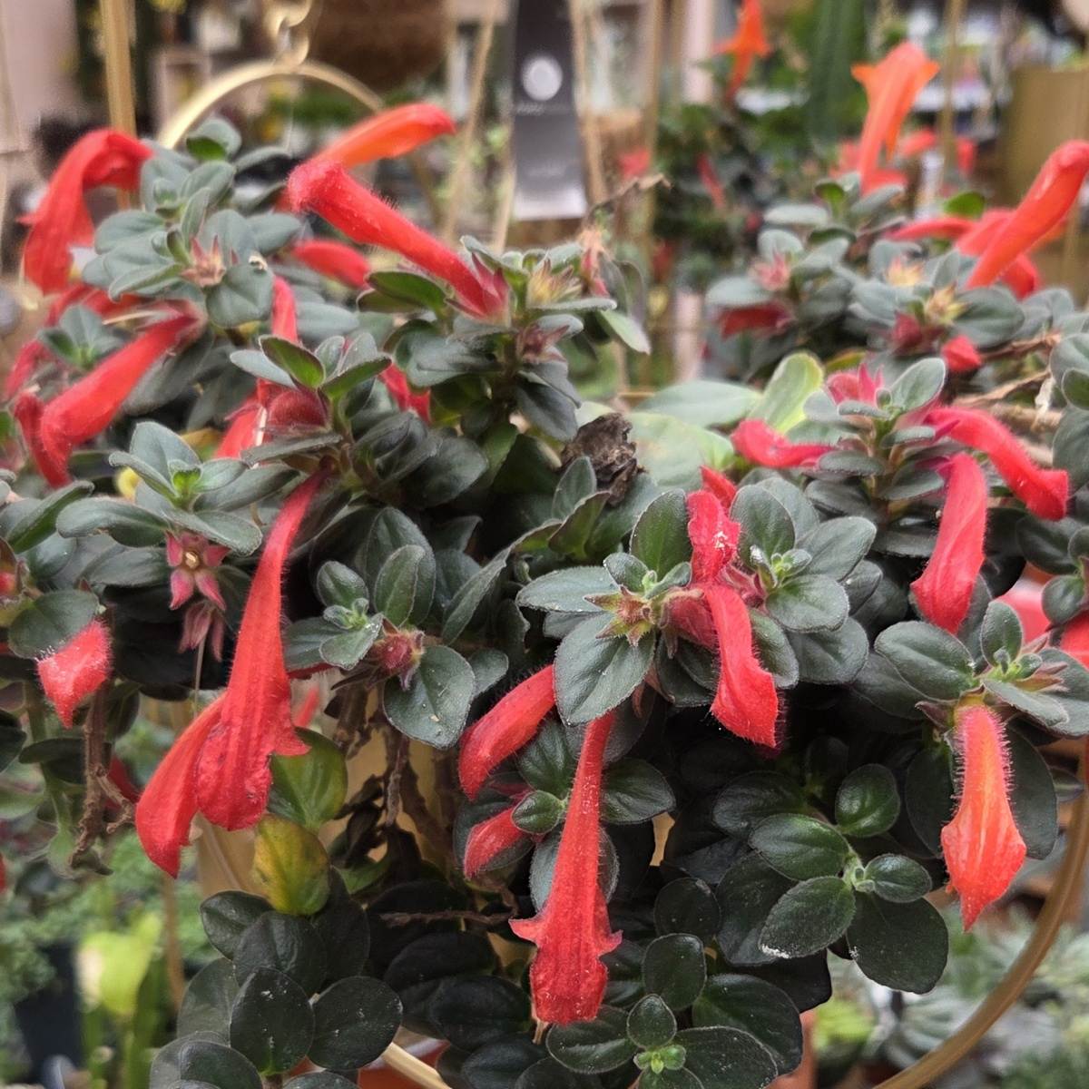 Kolumnea Krakatau květináč 14cm-0