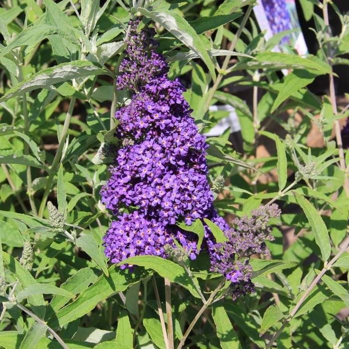 Keře okrasné květem - Komule 'Buzz Midnight' květináč 3 litry, výška 40/60cm, keř