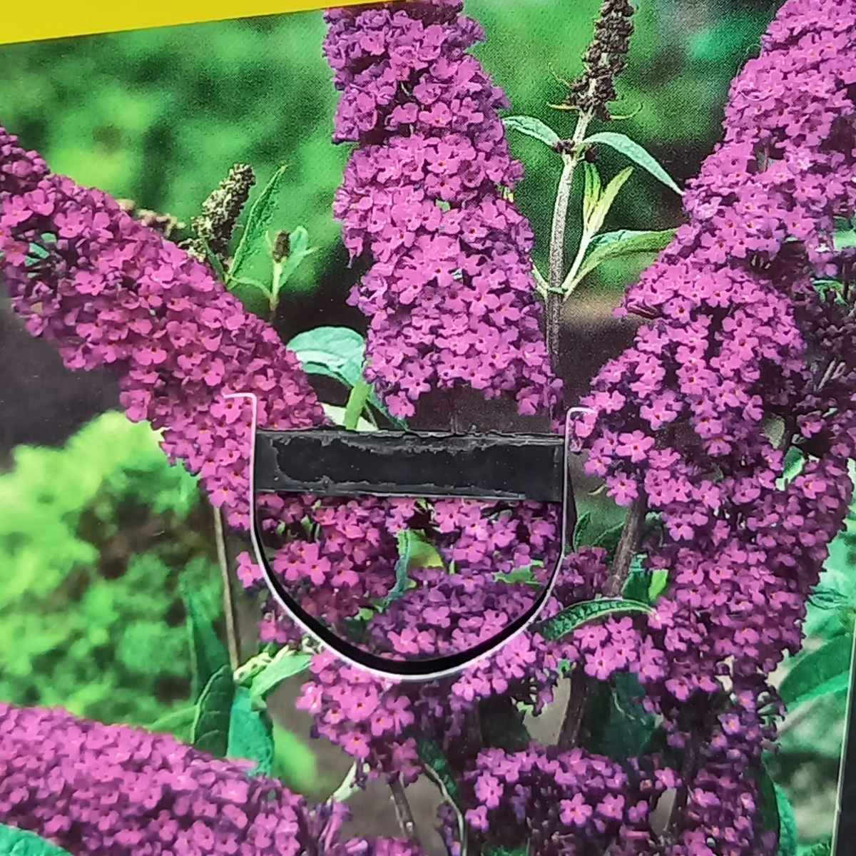 Keře okrasné květem - Komule davidova African Queen květináč 1,4 litru