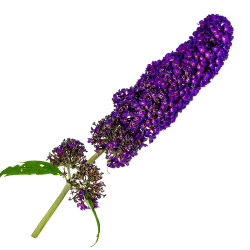 Keře okrasné květem - Komule davidova African Queen květináč 2,5 litru, výška 20/30cm, keř