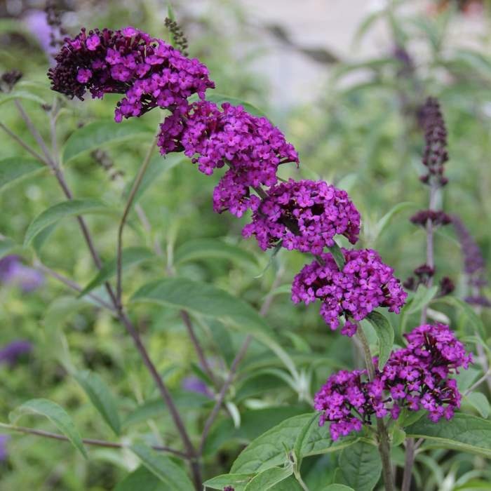 Keře okrasné květem - Komule Davidova 'Black Knight' květináč 1,4 litru