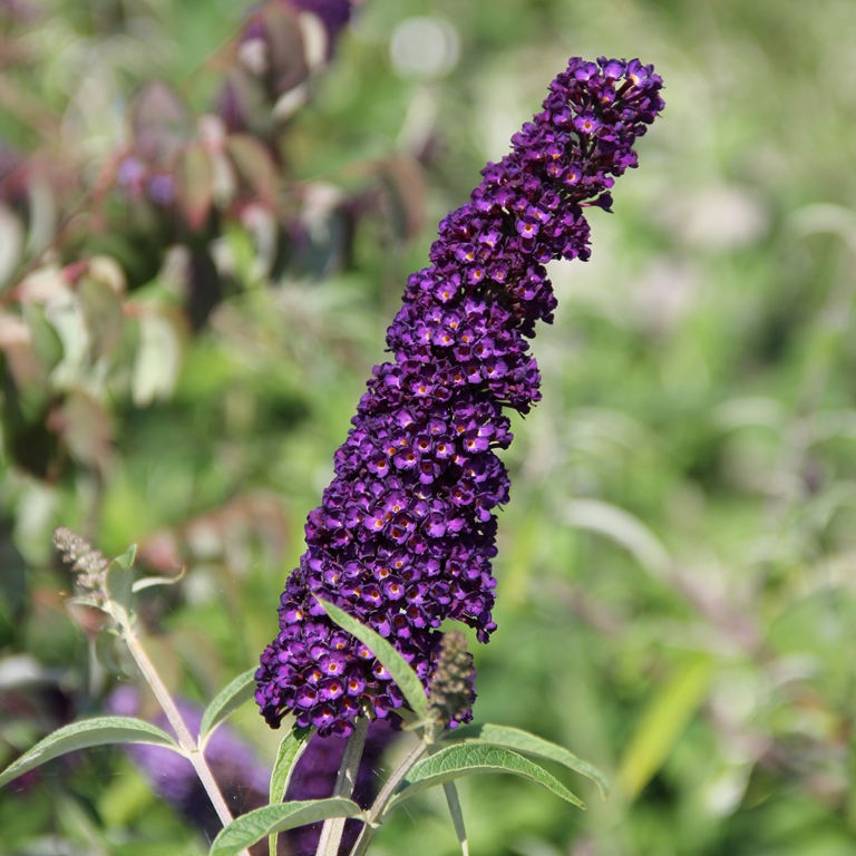 Rostliny - Komule Davidova Black Knight květináč 2,5 litru, výška 40/60cm, keř