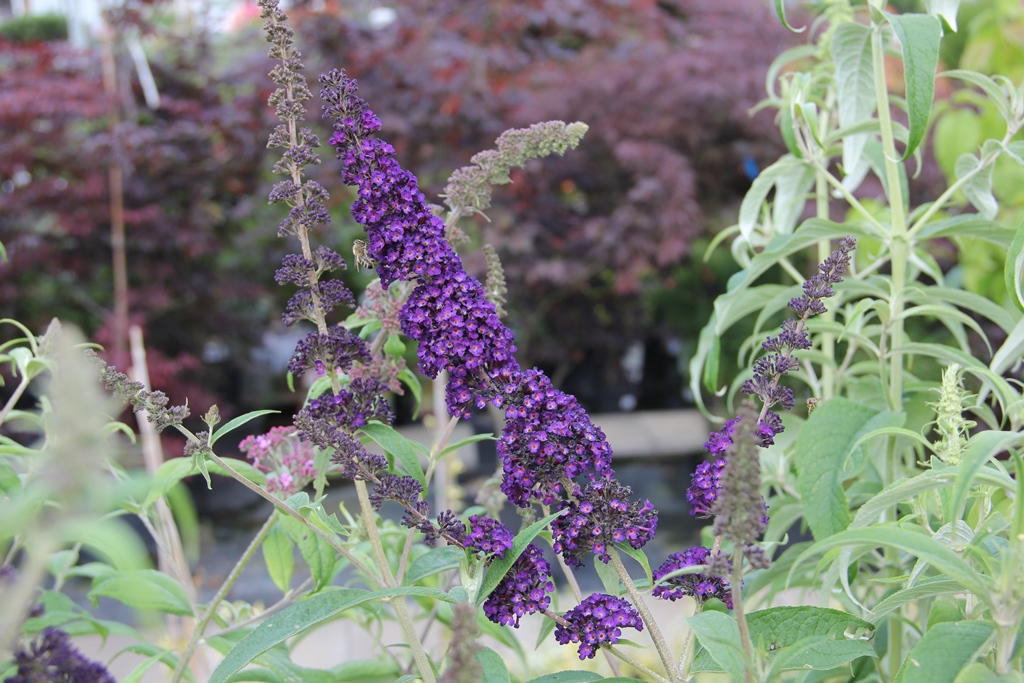 Komule Davidova Black Knight květináč 5 litrů, výška 40/60cm, keř-0