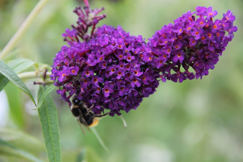 Komule Davidova Black Knight květináč 5 litrů, výška 40/60cm, keř-1