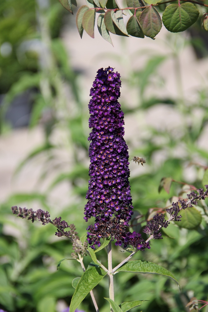 Komule Davidova Black Knight květináč 5 litrů, výška 40/60cm, keř-2