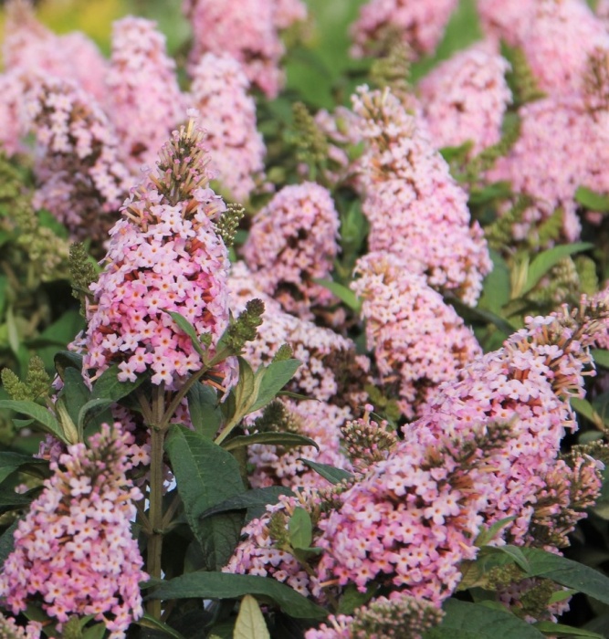 Rostliny - Komule Davidova Butterfly Candy® Little Pink květináč 3,4 litru