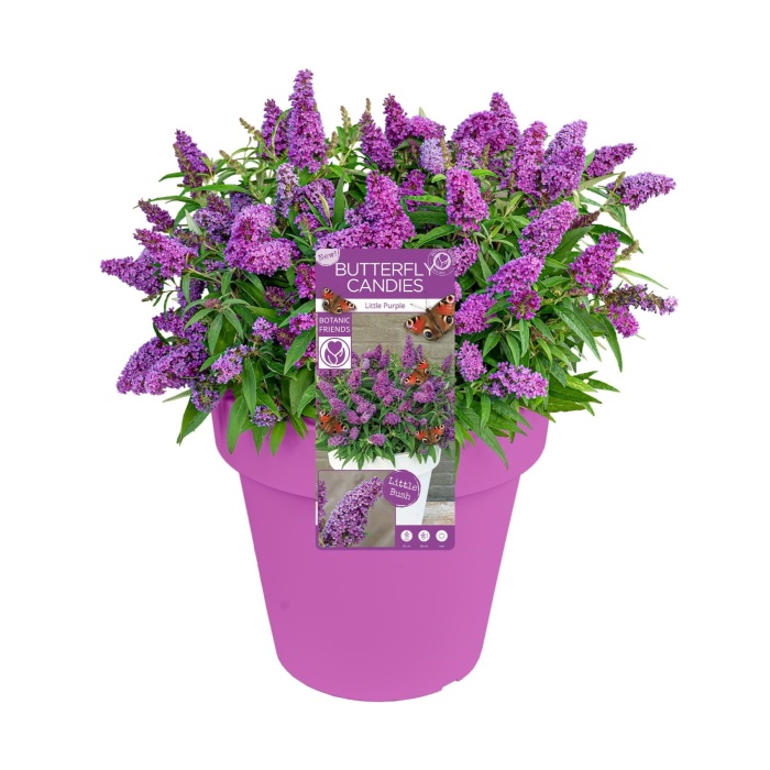 Komule Davidova Butterfly Candy® Little Purple květináč 3,4 litru-0
